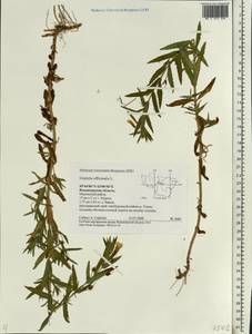 Gratiola officinalis L., Eastern Europe, Central region (E4) (Russia)