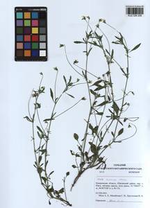 Viola arvensis Murray, Siberia, Altai & Sayany Mountains (S2) (Russia)