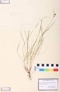Carex media R.Br., Siberia, Central Siberia (S3) (Russia)