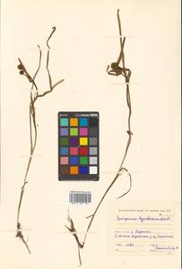 Sparganium hyperboreum Laest. ex Beurl., Siberia, Chukotka & Kamchatka (S7) (Russia)