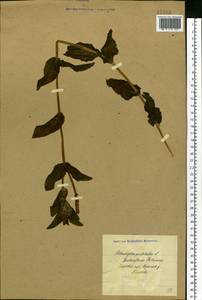 Potamogeton perfoliatus L., Eastern Europe, North Ukrainian region (E11) (Ukraine)