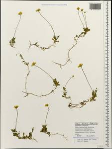 Draba sibirica (Pall.) Thell., Caucasus, Stavropol Krai, Karachay-Cherkessia & Kabardino-Balkaria (K1b) (Russia)