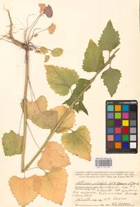 Alliaria petiolata (M.Bieb.) Cavara & Grande, Eastern Europe, Central region (E4) (Russia)