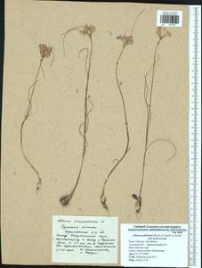 Allium podolicum Blocki ex Racib. & Szafer, Eastern Europe, Central region (E4) (Russia)