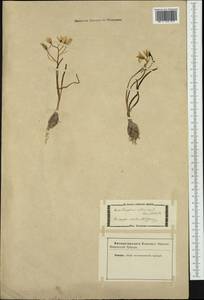 Ornithogalum orthophyllum subsp. kochii (Parl.) Zahar., Western Europe (EUR) (Not classified)