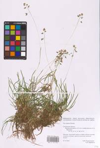 Poa supina Schrad., Eastern Europe, Western region (E3) (Russia)