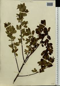 Salix pentandra L., Eastern Europe, Moscow region (E4a) (Russia)