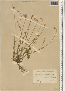 Xeranthemum squarrosum Boiss., South Asia, South Asia (Asia outside ex-Soviet states and Mongolia) (ASIA) (Turkey)