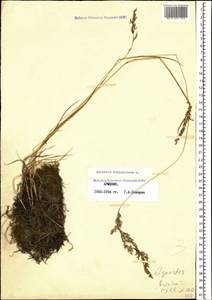 Agrostis stolonifera L., Caucasus, Armenia (K5) (Armenia)