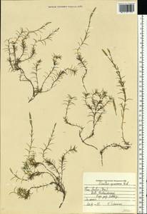 Dianthus squarrosus Bieb., Eastern Europe, Rostov Oblast (E12a) (Russia)
