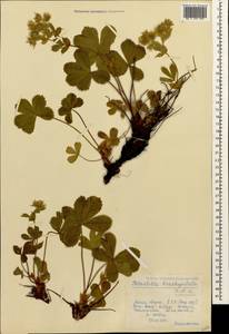 Potentilla brachypetala Fisch. & C. A. Mey. ex Lehm., Caucasus, Krasnodar Krai & Adygea (K1a) (Russia)