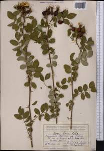 Rosa laxa Retz., Middle Asia, Northern & Central Tian Shan (M4) (Kazakhstan)