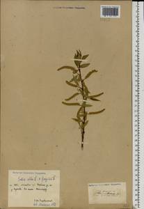 Salix × rubens Schrank, Eastern Europe, Moscow region (E4a) (Russia)