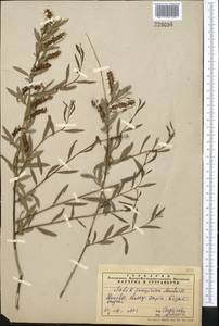 Salix songarica Andersson, Middle Asia, Syr-Darian deserts & Kyzylkum (M7) (Uzbekistan)
