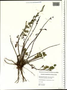 Artemisia mandschurica (Kom.) Kom., Siberia, Russian Far East (S6) (Russia)