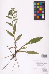 MHA 0 152 816, Pulmonaria angustifolia L., Eastern Europe, Central region (E4) (Russia)