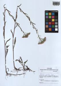 Achillea asiatica Serg., Siberia, Altai & Sayany Mountains (S2) (Russia)