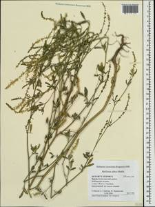 Melilotus albus Medik., Crimea (KRYM) (Russia)