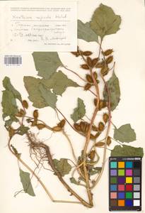 Xanthium orientale var. albinum (Widd.) Adema & M. T. Jansen, Eastern Europe, Volga-Kama region (E7) (Russia)