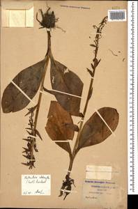 Platanthera chlorantha (Custer) Rchb., Caucasus, Krasnodar Krai & Adygea (K1a) (Russia)