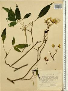 Crateva adansonii, Africa (AFR) (Ethiopia)