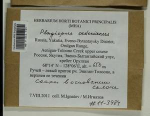Plagiopus oederianus (Sw.) H.A. Crum & L.E. Anderson, Bryophytes, Bryophytes - Yakutia (B19) (Russia)
