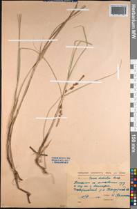 Carex disticha Huds., Middle Asia, Northern & Central Kazakhstan (M10) (Kazakhstan)