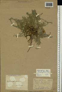 Astragalus dolichophyllus Pall., Middle Asia, Caspian Ustyurt & Northern Aralia (M8) (Kazakhstan)