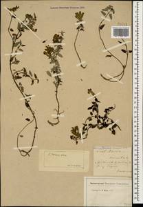 Scutellaria leptostegia Juz., Caucasus (no precise locality) (K0)