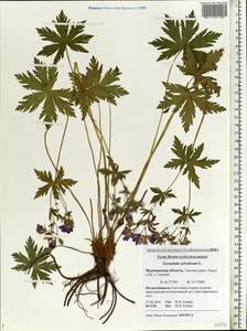 Geranium sylvaticum L., Eastern Europe, Northern region (E1) (Russia)