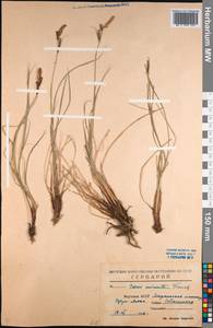 Carex cespitosa var. minuta (Franch.) Kük., Siberia, Yakutia (S5) (Russia)