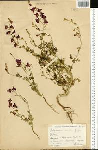 Delphinium ajacis L., Eastern Europe, South Ukrainian region (E12) (Ukraine)
