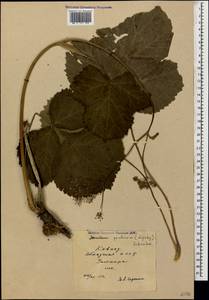 Heracleum ponticum (Lipsky) Schischk. ex Grossh., Caucasus, Abkhazia (K4a) (Abkhazia)