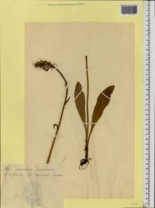 Platanthera bifolia (L.) Rich., Eastern Europe, Estonia (E2c) (Estonia)