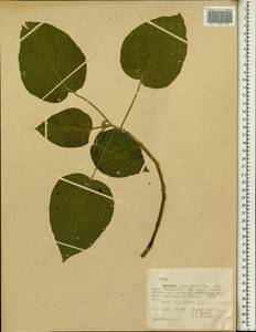 Ficus, Africa (AFR) (Ethiopia)