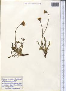 Crepis oreades Schrenk, Middle Asia, Pamir & Pamiro-Alai (M2) (Tajikistan)