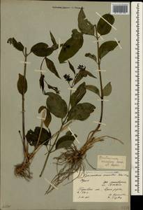 Vincetoxicum scandens Sommier & Levier, Crimea (KRYM) (Russia)