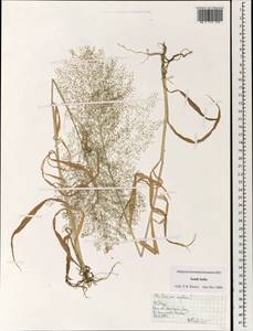 Panicum capillare L., South Asia, South Asia (Asia outside ex-Soviet states and Mongolia) (ASIA) (India)
