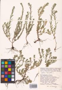 Lythrum thymifolia L., Eastern Europe, Lower Volga region (E9) (Russia)