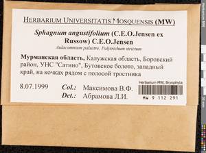 Aulacomnium palustre (Hedw.) Schwägr., Bryophytes, Bryophytes - Middle Russia (B6) (Russia)