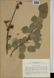 Populus tremula L., Siberia, Baikal & Transbaikal region (S4) (Russia)