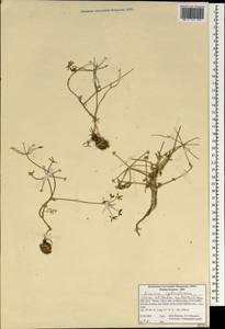 Elwendia cylindrica (Boiss. & Hausskn.) Pimenov & Kljuykov, South Asia, South Asia (Asia outside ex-Soviet states and Mongolia) (ASIA) (Iran)