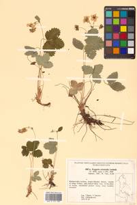 Fragaria orientalis Losinsk., Siberia, Russian Far East (S6) (Russia)