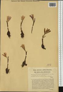 Colchicum bulbocodium subsp. versicolor (Ker Gawl.) K.Perss., Western Europe (EUR) (Romania)