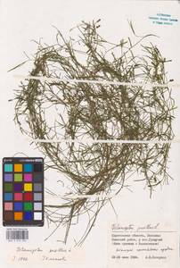 Potamogeton pusillus L., Eastern Europe, Lower Volga region (E9) (Russia)