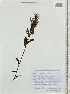 Spiraea schlothauerae Vorosch. & Ignatov, Siberia, Russian Far East (S6) (Russia)