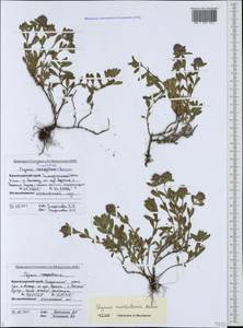 Thymus markhotensis Maleev, Caucasus, Black Sea Shore (from Novorossiysk to Adler) (K3) (Russia)