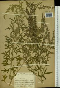 Artemisia umbrosa Turcz. ex DC., South Asia, South Asia (Asia outside ex-Soviet states and Mongolia) (ASIA) (China)