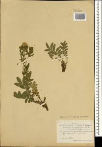 Potentilla tanacetifolia Willd. ex D. F. K. Schltdl., Mongolia (MONG) (Mongolia)