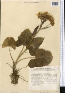 Vickifunkia thomsonii (C. B. Clarke) C. Ren, L. Wang, I. D. Illar. & Q. E. Yang, Middle Asia, Pamir & Pamiro-Alai (M2) (Tajikistan)